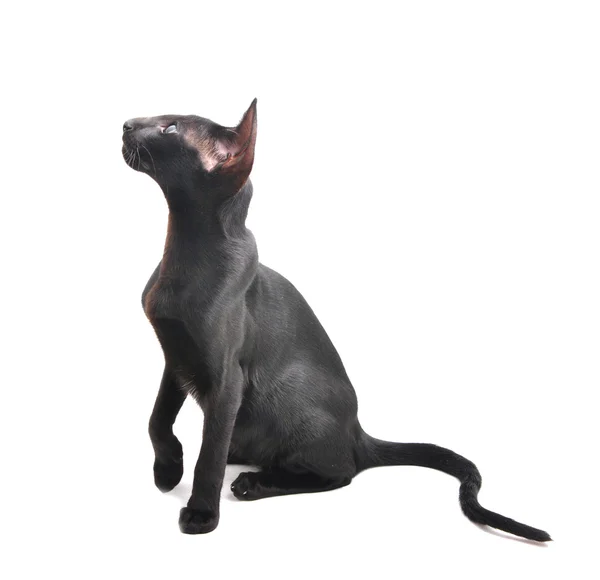 Portrait of Oriental Shorthair cat — Stock Photo, Image