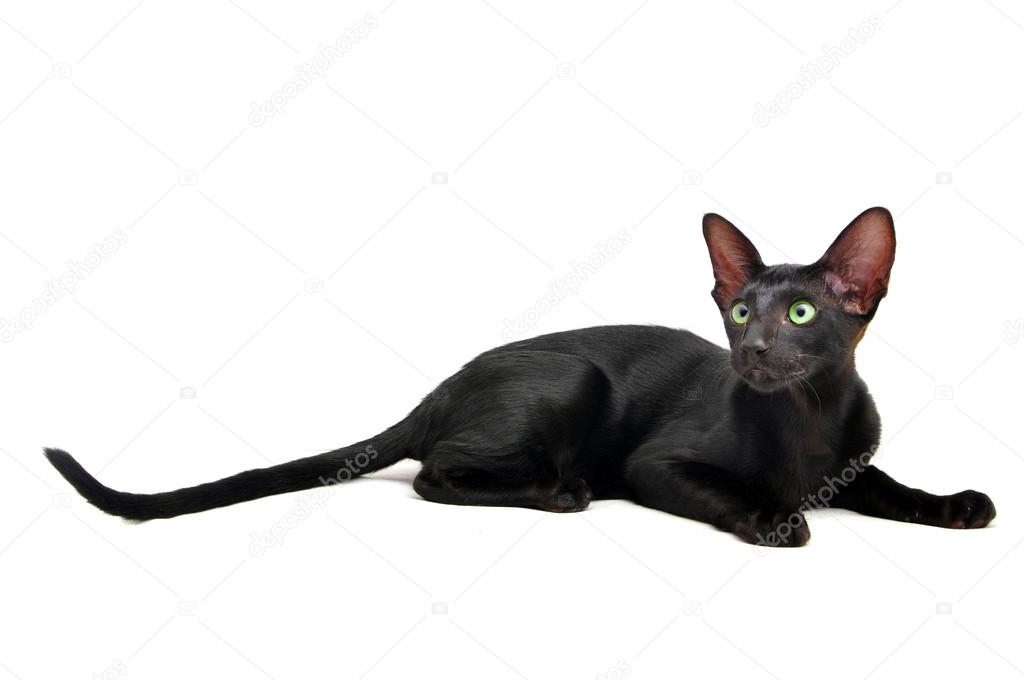 Portrait Of Oriental Shorthair Cat With Green Eyes Stock Photo