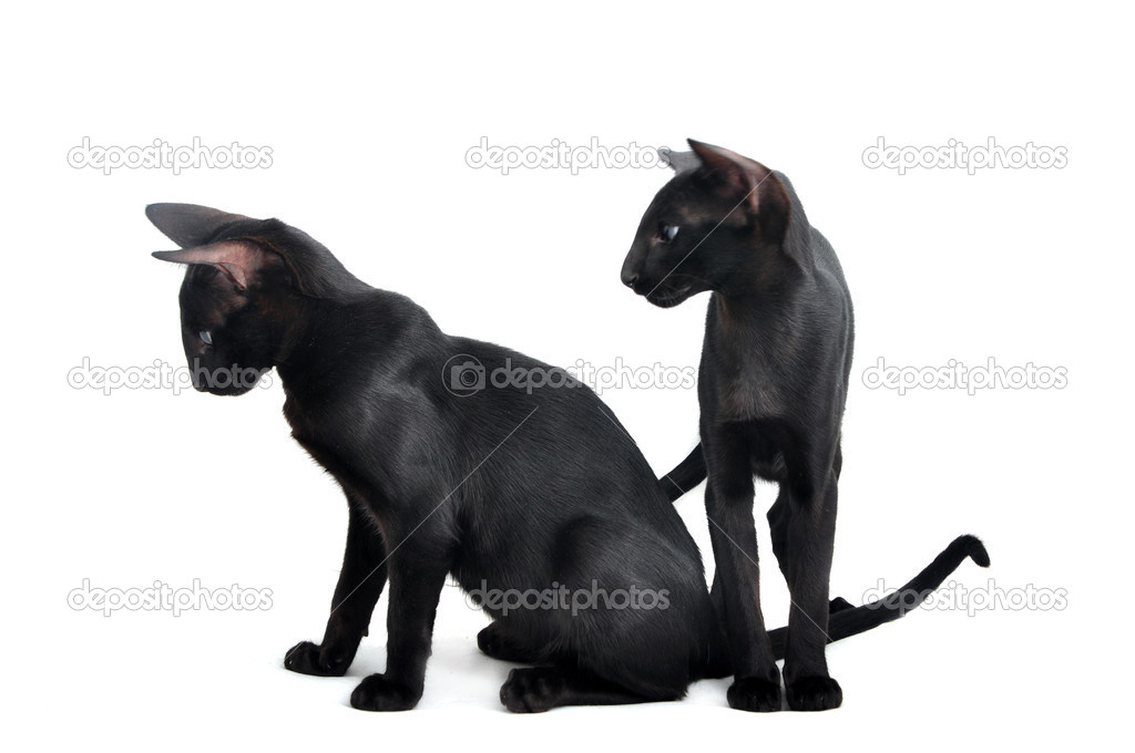 Portrait Of Oriental Shorthair Cat Stock Photo C Fineshine 29244091