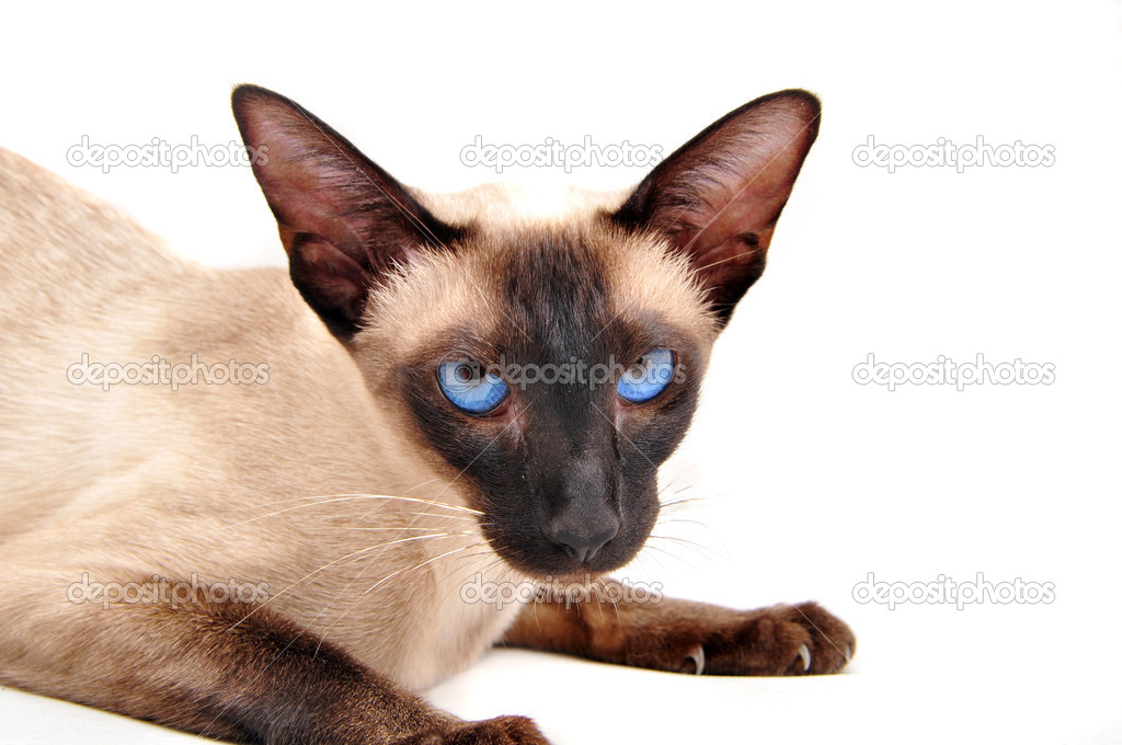 Siamese cat isolated on white