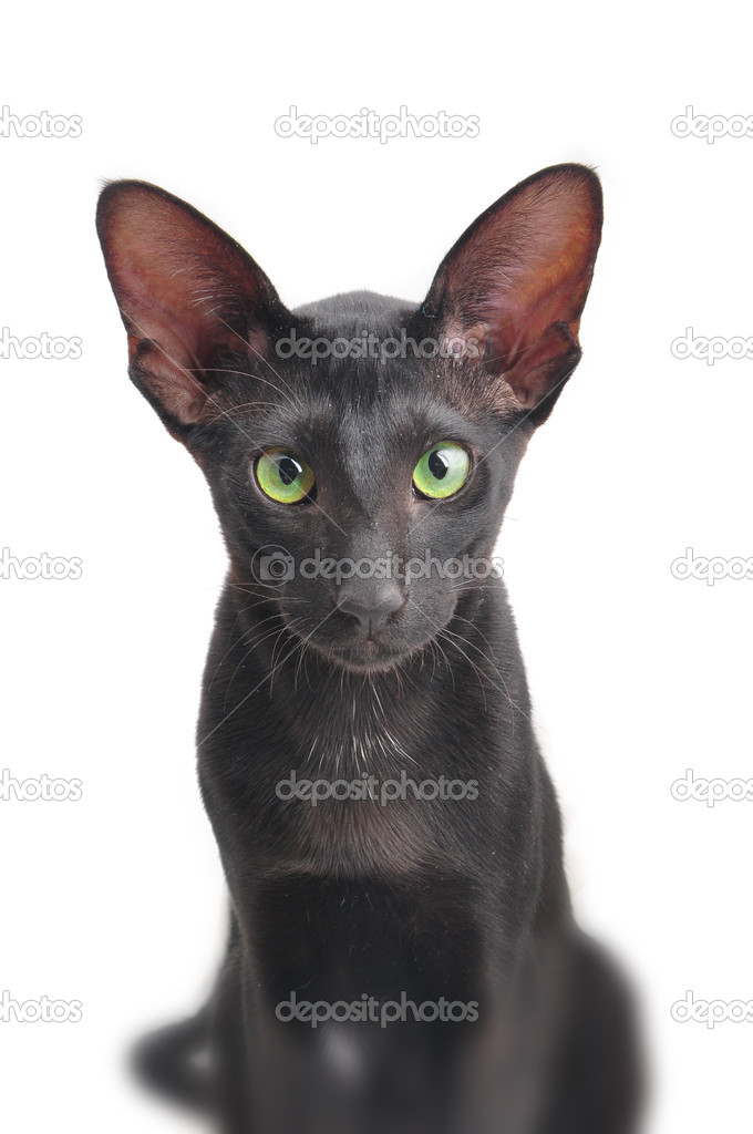 portret van oosterse korthaar kat — stockfoto © fineshine #29244113