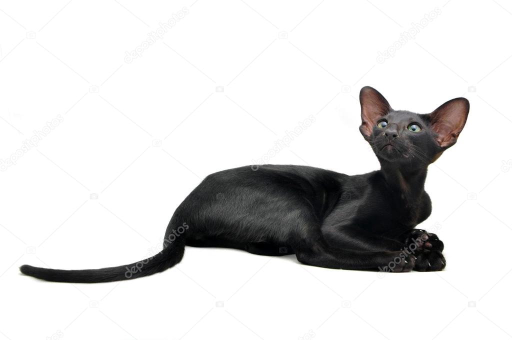 Portrait Of Oriental Shorthair Cat Stock Photo C Fineshine 29244131