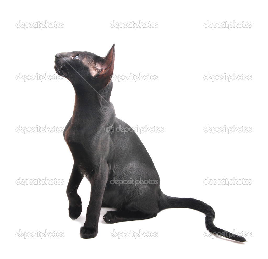 Portrait Of Oriental Shorthair Cat Stock Photo C Fineshine 29244173