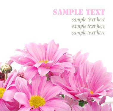 romantik pembe papatya