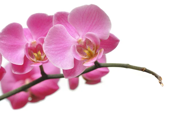 Orchidea — Foto Stock