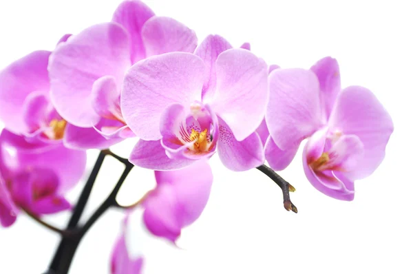 Orchidea — Foto Stock