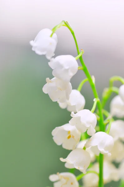 Lily van de vallei — Stockfoto