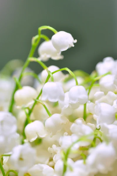 Lily of the valley — Stock Photo, Image