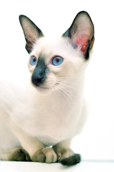 Siamese kitten — Stock Photo, Image