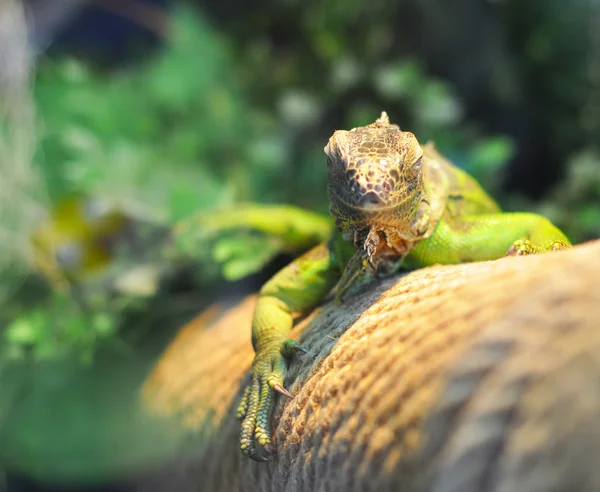 Lagarto iguana — Foto de Stock