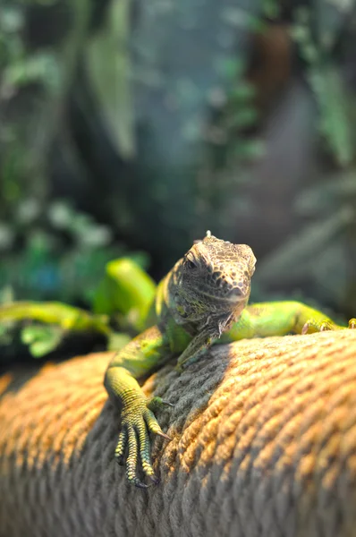 Iguana șopârlă — Fotografie de stoc gratuită
