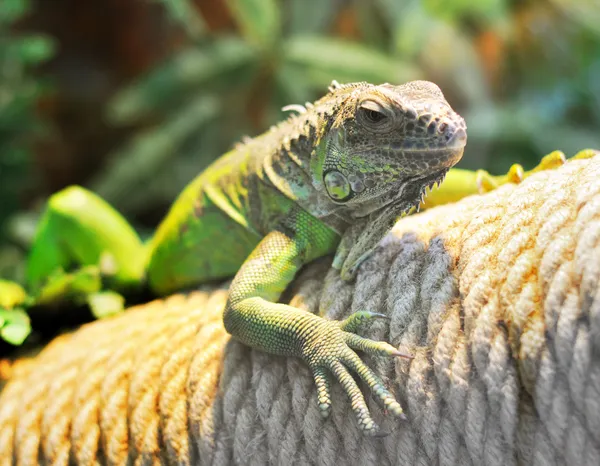 Iguana șopârlă — Fotografie de stoc gratuită