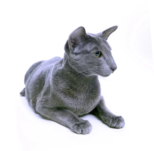 Portrait d'un chat oriental gris devant fond blanc — Photo