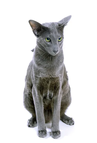 Portrait of a gray oriental cat in front of white background — Free Stock Photo