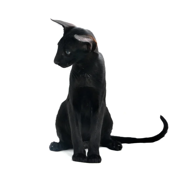 Black Oriental cat — Stock Photo, Image