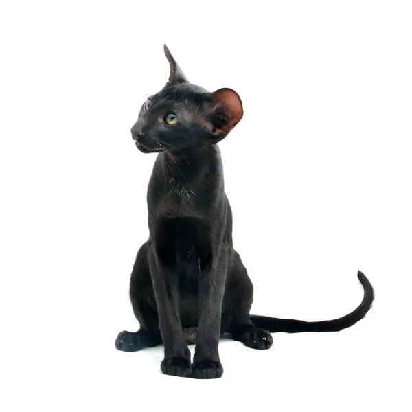 黑东方猫 — 图库照片