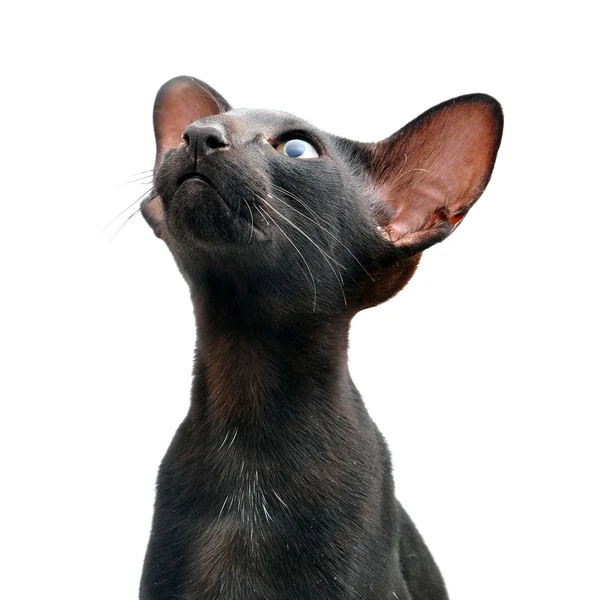 Black Oriental cat — Stock Photo, Image