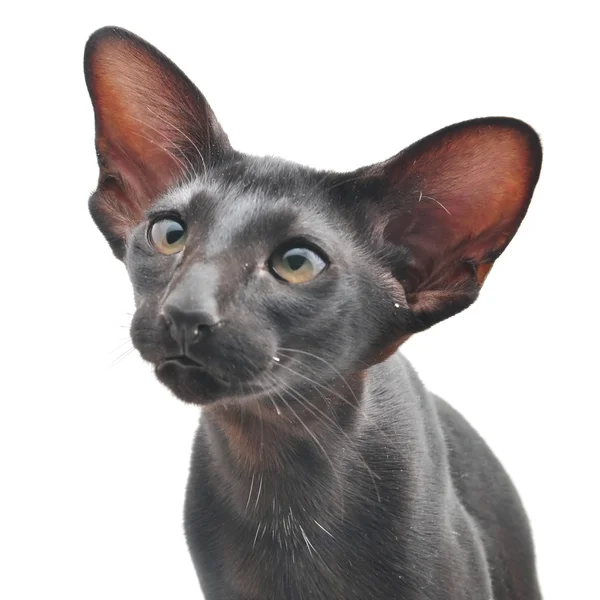 Negro oriental gato — Foto de Stock