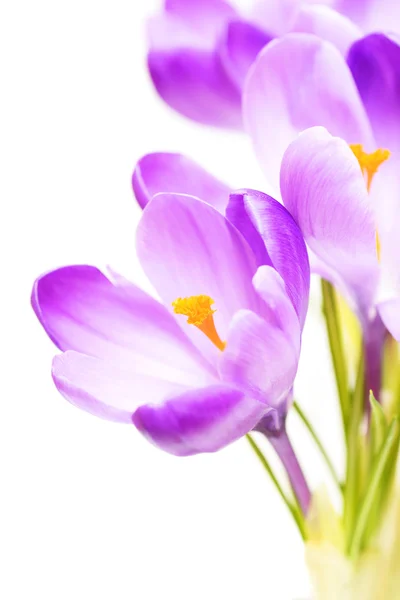 Crocus — Fotografie, imagine de stoc