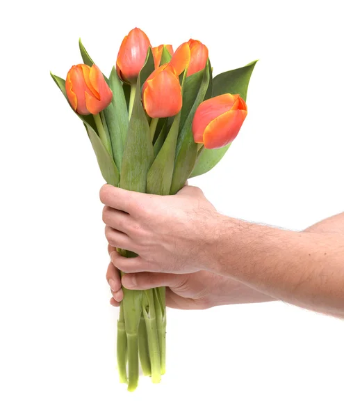 Los tulipanes en las manos del hombre —  Fotos de Stock
