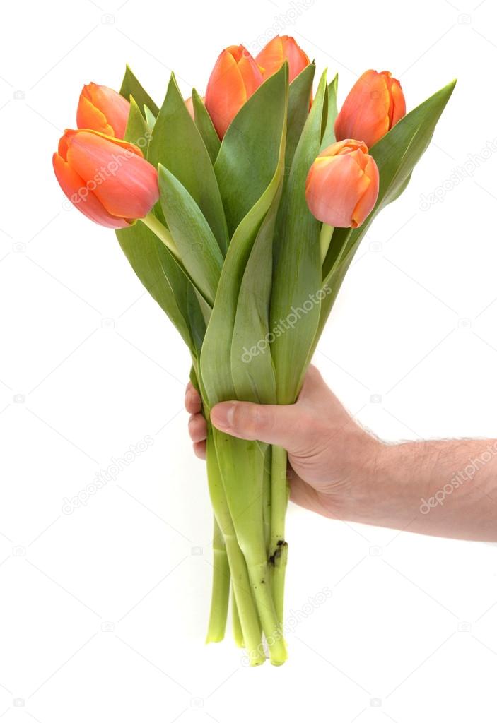 Tulips in man's hand