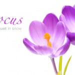 Crocus flowers