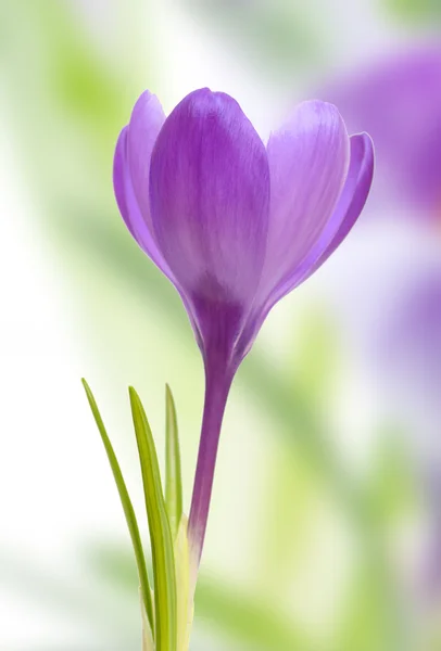 보라색 크 로커 스 꽃, 봄 배경에서 근접 촬영 — 스톡 사진