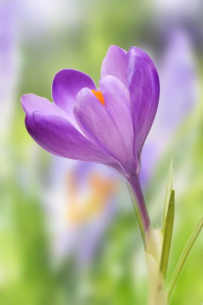 Nahaufnahme auf violette Krokusblüte, einem Frühlingshintergrund — Stockfoto
