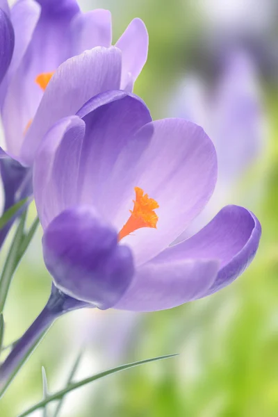 Closeup pe floarea de crocus violet, un fundal de primăvară — Fotografie, imagine de stoc