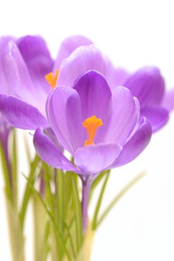 Tek crocus üzerinde beyaz izole