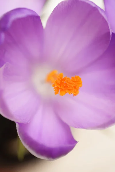 Flores de primavera, azafrán — Foto de Stock