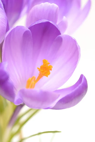 Crocus Tricolor — Stock Photo, Image