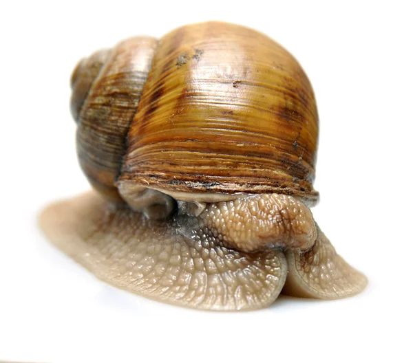 Snails isolated — Stock Photo, Image
