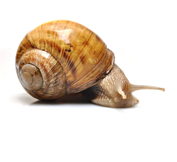 Snails isolated — Stock Photo, Image