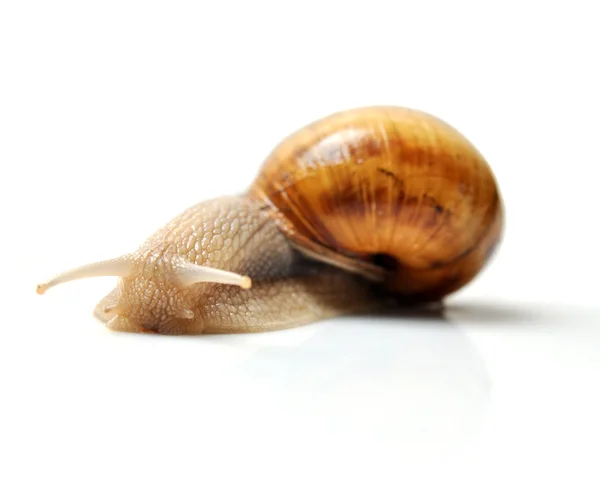 Snail macro isolated — Stock Photo, Image