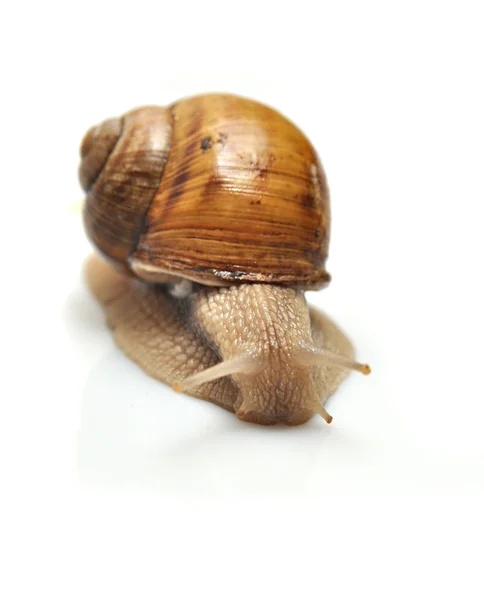 Snail macro isolated — Stock Photo, Image