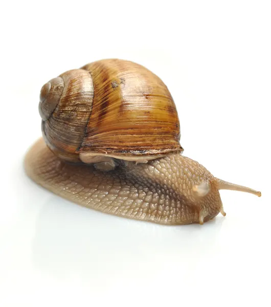 Snails isolated — Stock Photo, Image