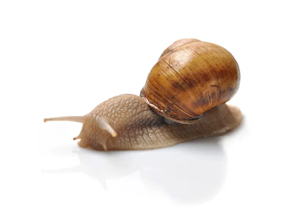 Snail macro isolated — Stock Photo, Image