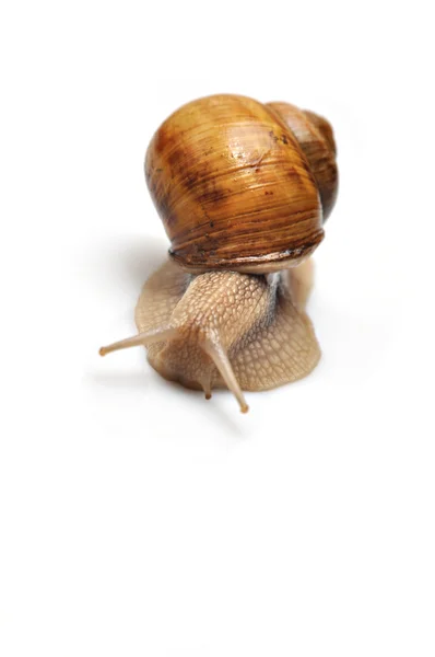 Snails isolated — Stock Photo, Image