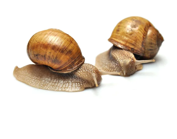 Snails isolated — Stock Photo, Image