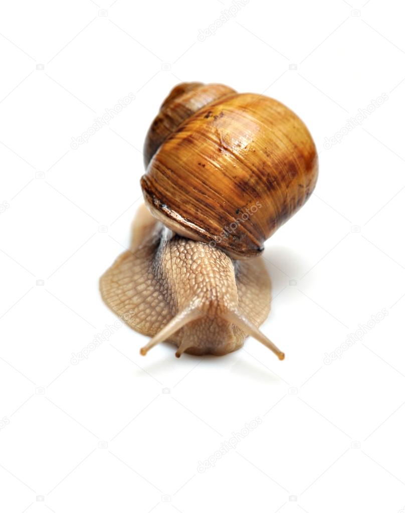 Snails isolated