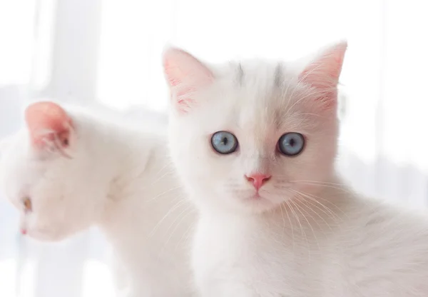 Portret van Britse korthaar kitten zitten — Stockfoto