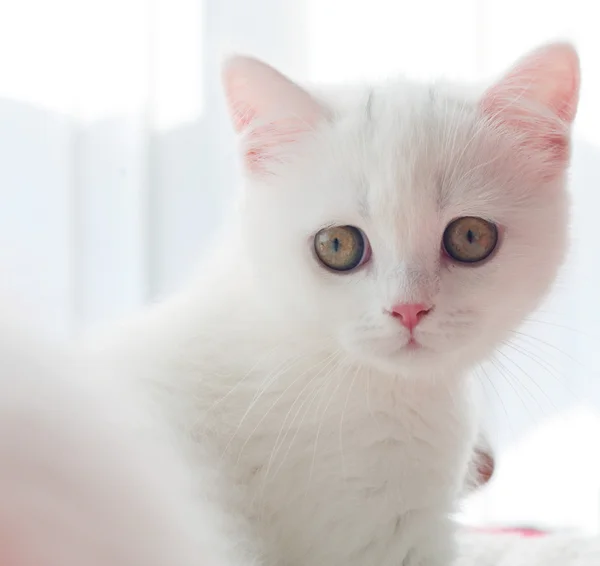 British breed kitten — Stock Photo, Image