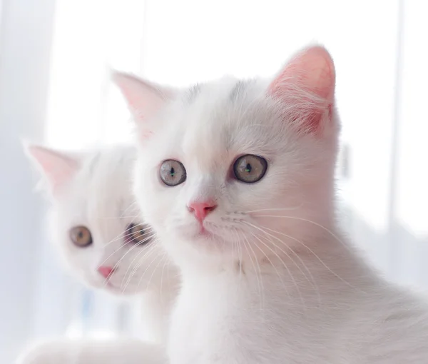 Британские кошки Shorthair, 5 и 6 месяцев — стоковое фото