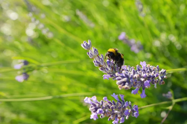 Lavender bunga — Foto Stok Gratis