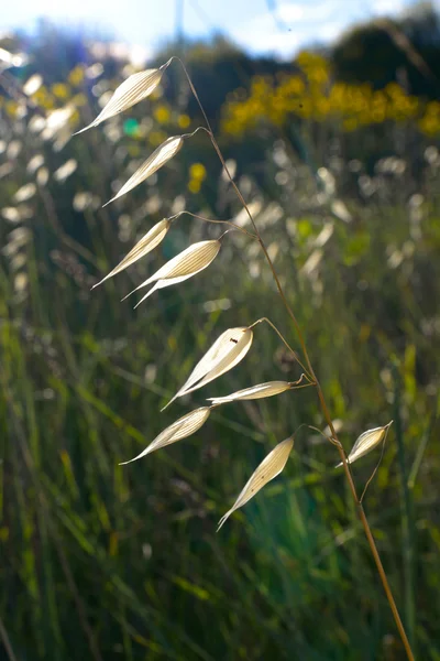 Vue Rapprochée Plante Champ Dans Les Rayons Soleil — Photo