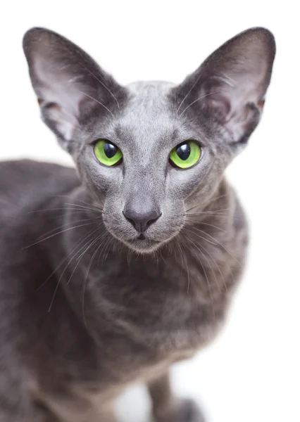 Oriental Shorthair, portret — Fotografie, imagine de stoc