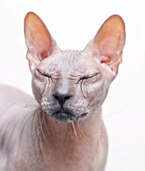 Belo gato de raça pura sphynx — Fotografia de Stock