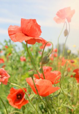 Field of wild poppies and other flowers clipart