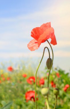 Kırmızı poppies alan